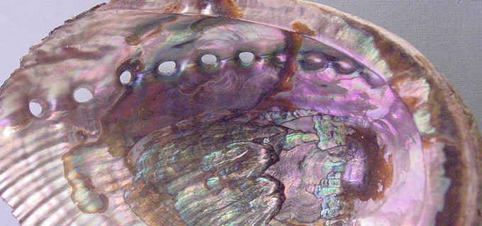 Abalone Classification