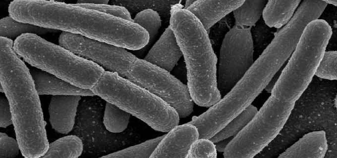 E.Coli Classification